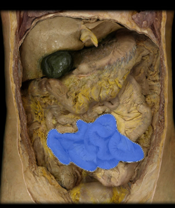 <p>final 3/5 of the small intestine, loosely attached to the mesentery, connects cecum to large intestine, few folds but contains more MALT</p>