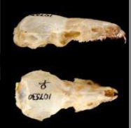 <p>Blarina hylophaga</p>