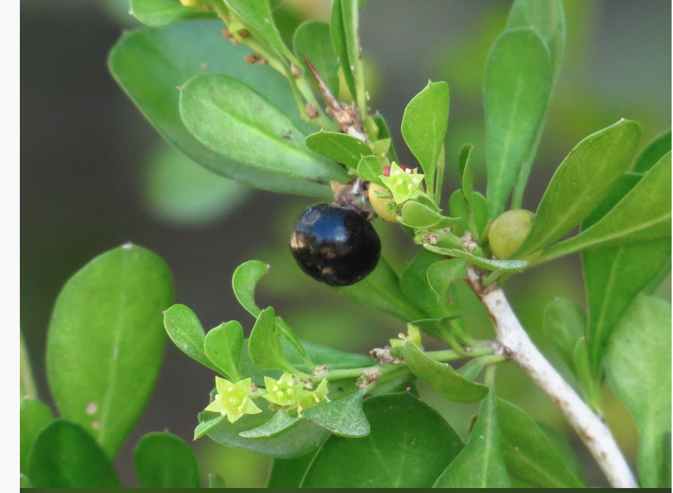 term image