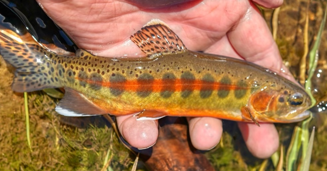 <p>Oncorhynchus aguabonita </p><p>nonnative</p><p>red racing stripe</p>