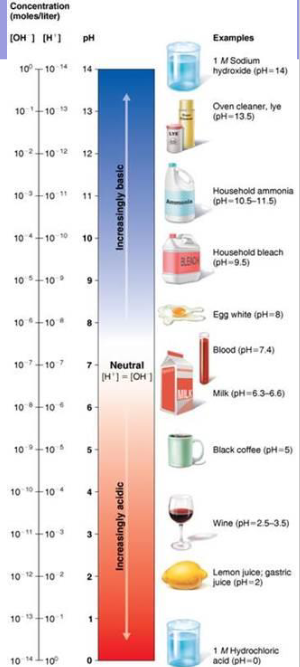 <p>Measurement of concentration of Hydrogen Ions <span>Bicarbonate ions [H+] in a solution</span></p><p><span>More hydrogen ions, the more acidic making pH</span></p><p><span>More basic higher the pH</span></p><p><span>pH is negative logarithm of [H+] in moles per liter that</span><br><span>ranges from 0–14</span></p><p><span>pH scale is logarithmic (exponential), so each pH unit represents a 10-</span><br><span>fold difference. ex. a pH five solution is ten times more than a pH six solutions</span></p>