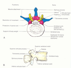 <p>anterior - body</p><p>posterior - laminae</p><p>lateral- pedicles</p>