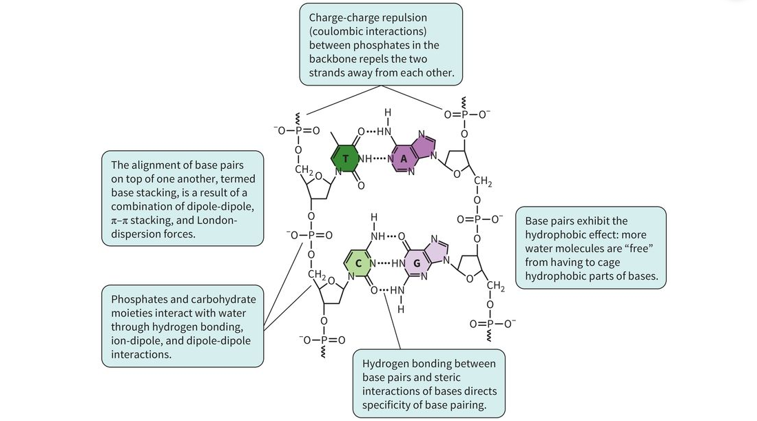 <p>Forces That Stabilize the DNA Double Helix</p><p class="x1hpqcdg x1ekroe6 xutxfr x1fie51u xgyxj25 xkyrhof x1elgs31 x1fv8qjw x1tbvfm1 xb72syl x1iew0xx x1c2l018 x14l7nz5 xuw7688 x1pjt2rx x160d6zm xrxpjvj">There are <strong>strong covalent bonds</strong> within the DNA molecule, including those in the <strong>sugar-phosphate backbone</strong> and between the <strong>sugar and the nitrogenous base</strong>. However, the <strong>double-stranded structure of DNA is mainly stabilized by weaker interactions</strong>.</p><p class="x1hpqcdg x1ekroe6 xutxfr x1fie51u xgyxj25 xkyrhof x1elgs31 x1fv8qjw x1tbvfm1 xb72syl x1iew0xx x1c2l018 x14l7nz5 xuw7688 x1pjt2rx x160d6zm xrxpjvj">The two major weak forces that stabilize the DNA double helix are:</p><ol><li><p><strong>Hydrophobic interactions</strong></p></li><li><p><strong>Base-stacking interactions (van der Waals forces)</strong></p></li></ol><p>1. Hydrophobic Interactions</p><p class="x1hpqcdg x1ekroe6 xutxfr x1fie51u xgyxj25 xkyrhof x1elgs31 x1fv8qjw x1tbvfm1 xb72syl x1iew0xx x1c2l018 x14l7nz5 xuw7688 x1pjt2rx x160d6zm xrxpjvj">The nitrogenous bases are relatively <strong>nonpolar and hydrophobic</strong>. Because they do not interact well with water, they tend to avoid contact with water.</p><p class="x1hpqcdg x1ekroe6 xutxfr x1fie51u xgyxj25 xkyrhof x1elgs31 x1fv8qjw x1tbvfm1 xb72syl x1iew0xx x1c2l018 x14l7nz5 xuw7688 x1pjt2rx x160d6zm xrxpjvj">When the two DNA strands come together to form the double helix, the bases become <strong>buried inside the helix</strong>, away from the surrounding water.</p><p class="x1hpqcdg x1ekroe6 xutxfr x1fie51u xgyxj25 xkyrhof x1elgs31 x1fv8qjw x1tbvfm1 xb72syl x1iew0xx x1c2l018 x14l7nz5 xuw7688 x1pjt2rx x160d6zm xrxpjvj">This reduces the amount of water that needs to surround the hydrophobic bases, making the double-stranded structure more stable.</p><p class="x1hpqcdg x1ekroe6 xutxfr x1fie51u xgyxj25 xkyrhof x1elgs31 x1fv8qjw x1tbvfm1 xb72syl x1iew0xx x1c2l018 x14l7nz5 xuw7688 x1pjt2rx x160d6zm xrxpjvj"><strong>Simple idea:</strong><br>The hydrophobic bases "hide" from water by being positioned inside the DNA double helix.</p><p>2. Base Stacking</p><p class="x1hpqcdg x1ekroe6 xutxfr x1fie51u xgyxj25 xkyrhof x1elgs31 x1fv8qjw x1tbvfm1 xb72syl x1iew0xx x1c2l018 x14l7nz5 xuw7688 x1pjt2rx x160d6zm xrxpjvj">The nitrogenous bases are arranged <strong>on top of one another</strong> inside the double helix. This is called <strong>base stacking</strong>.</p><p class="x1hpqcdg x1ekroe6 xutxfr x1fie51u xgyxj25 xkyrhof x1elgs31 x1fv8qjw x1tbvfm1 xb72syl x1iew0xx x1c2l018 x14l7nz5 xuw7688 x1pjt2rx x160d6zm xrxpjvj">The bases contain <strong>π-electron clouds</strong>, and when the bases stack closely together, they can interact through <strong>van der Waals forces and other favorable interactions</strong>.</p><p class="x1hpqcdg x1ekroe6 xutxfr x1fie51u xgyxj25 xkyrhof x1elgs31 x1fv8qjw x1tbvfm1 xb72syl x1iew0xx x1c2l018 x14l7nz5 xuw7688 x1pjt2rx x160d6zm xrxpjvj">These stacking interactions are an important source of stability for the DNA double helix.</p><p class="x1hpqcdg x1ekroe6 xutxfr x1fie51u xgyxj25 xkyrhof x1elgs31 x1fv8qjw x1tbvfm1 xb72syl x1iew0xx x1c2l018 x14l7nz5 xuw7688 x1pjt2rx x160d6zm xrxpjvj"><strong>Simple idea:</strong><br>The bases stack like a pile of coins, creating stabilizing interactions between neighboring bases.</p><p>Hydrogen Bonds</p><p class="x1hpqcdg x1ekroe6 xutxfr x1fie51u xgyxj25 xkyrhof x1elgs31 x1fv8qjw x1tbvfm1 xb72syl x1iew0xx x1c2l018 x14l7nz5 xuw7688 x1pjt2rx x160d6zm xrxpjvj">Another important interaction is <strong>hydrogen bonding between complementary bases</strong>.</p><ul><li><p>Adenine (A) pairs with thymine (T) through hydrogen bonds.</p></li><li><p>Guanine (G) pairs with cytosine (C) through hydrogen bonds.</p></li></ul><p class="x1hpqcdg x1ekroe6 xutxfr x1fie51u xgyxj25 xkyrhof x1elgs31 x1fv8qjw x1tbvfm1 xb72syl x1iew0xx x1c2l018 x14l7nz5 xuw7688 x1pjt2rx x160d6zm xrxpjvj">These hydrogen bonds help hold the two DNA strands together. However, the overall stability of the double helix comes from <strong>multiple interactions working together</strong>, especially base stacking and hydrophobic interactions.</p><p>Electrostatic Repulsion and Its Stabilization</p><p class="x1hpqcdg x1ekroe6 xutxfr x1fie51u xgyxj25 xkyrhof x1elgs31 x1fv8qjw x1tbvfm1 xb72syl x1iew0xx x1c2l018 x14l7nz5 xuw7688 x1pjt2rx x160d6zm xrxpjvj">The <strong>phosphate groups</strong> in the DNA backbone carry a <strong>negative charge</strong>.</p><p class="x1hpqcdg x1ekroe6 xutxfr x1fie51u xgyxj25 xkyrhof x1elgs31 x1fv8qjw x1tbvfm1 xb72syl x1iew0xx x1c2l018 x14l7nz5 xuw7688 x1pjt2rx x160d6zm xrxpjvj">Because the two DNA strands have negatively charged phosphate groups, they naturally <strong>repel each other</strong>.</p><p class="x1hpqcdg x1ekroe6 xutxfr x1fie51u xgyxj25 xkyrhof x1elgs31 x1fv8qjw x1tbvfm1 xb72syl x1iew0xx x1c2l018 x14l7nz5 xuw7688 x1pjt2rx x160d6zm xrxpjvj">This repulsion can be reduced by <strong>positively charged ions</strong>, such as <strong>Mg²⁺</strong>, which help shield the negative charges.</p><p class="x1hpqcdg x1ekroe6 xutxfr x1fie51u xgyxj25 xkyrhof x1elgs31 x1fv8qjw x1tbvfm1 xb72syl x1iew0xx x1c2l018 x14l7nz5 xuw7688 x1pjt2rx x160d6zm xrxpjvj">In chromosomes, <strong>histone proteins</strong> also help with this. Histones are <strong>positively charged proteins</strong> that interact with the negatively charged DNA and help stabilize and package it.</p><p>Big Picture</p><p class="x1hpqcdg x1ekroe6 xutxfr x1fie51u xgyxj25 xkyrhof x1elgs31 x1fv8qjw x1tbvfm1 xb72syl x1iew0xx x1c2l018 x14l7nz5 xuw7688 x1pjt2rx x160d6zm xrxpjvj">The DNA double helix is stabilized by several interactions:</p><ul><li><p><strong>Hydrophobic interactions</strong> → keep the hydrophobic bases away from water.</p></li><li><p><strong>Base stacking</strong> → bases stack on top of each other and interact through van der Waals and related forces.</p></li><li><p><strong>Hydrogen bonds</strong> → connect complementary bases between the two strands.</p></li><li><p><strong>Positive ions and histones</strong> → reduce repulsion between negatively charged phosphate groups.</p></li></ul><p class="x1hpqcdg x1ekroe6 xutxfr x1fie51u xgyxj25 xkyrhof x1elgs31 x1fv8qjw x1tbvfm1 xb72syl x1iew0xx x1c2l018 x14l7nz5 xuw7688 x1pjt2rx x160d6zm xrxpjvj"><strong>The two major stabilizing forces to remember are: <em>hydrophobic interactions and base stacking</em>.</strong></p>