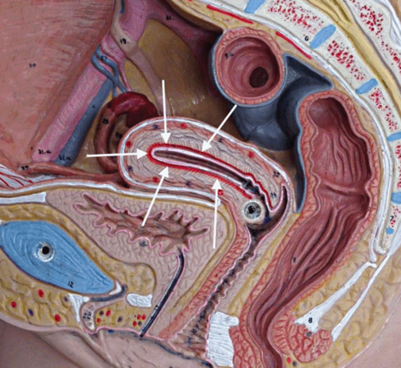 <p>inner, mucous membrane lining of the uterus</p>