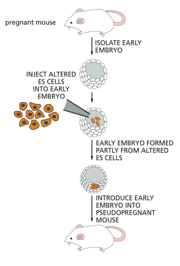 <p>homologous recombination using ES cells</p><ul><li><p>DNA creation</p></li></ul><p></p>