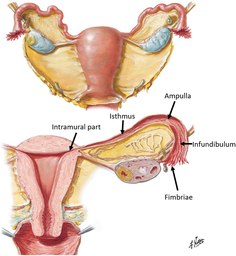 <ol><li><p><strong>Fimbriae</strong>: finger-like projections near the ovary</p></li><li><p><strong>Infundibulum</strong>: funnel-shaped lateral end</p></li><li><p><strong>Ampulla</strong>: widest & longest segment (site of fertilisation)</p></li><li><p><strong>Isthmus</strong>: narrow medial segment</p></li><li><p><strong>Intramural part</strong>: passes through uterine wall</p></li></ol><p></p>