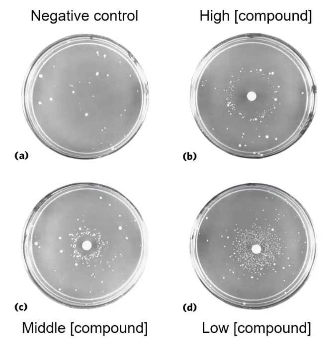 <p><strong>Mutagens</strong> are agents which promote changes in DNA sequences; They are often also classified as carcinogens (Cancer causing agents)</p><p><strong>Ames test</strong> determines if a compound is a mutagen; Uses <em>Salmonella typhimurium</em> with an inactive enzyme of the H biosynthetic pathway; Paper disks soaked in certain concentrations of the mutagen is placed in the middle of the plate; In H-absent growth media, cell that grow without the AA had a spontaneous mutation; Level of growth indicates strength of mutagen.</p><p>Interpreting the results: This test shows positive mutagen; Carcinogen testing requires live animals</p><ol><li><p>Negative control still has growth; this is considered the base-level spontaneous background mutation rate</p></li><li><p>Low concentration showed large ring of growth because it was an optimal rate of DNA damage which allowed the cell to recover but not too many as to kill the cells</p></li><li><p>Middle - High concentration showed a ring of inhibition because DNA damage rate was toxic for the cell</p></li></ol><p>Recall: DNA damage can naturally occur spontaneously in the cell, which is one of the reasons why we have a negative control plate</p>