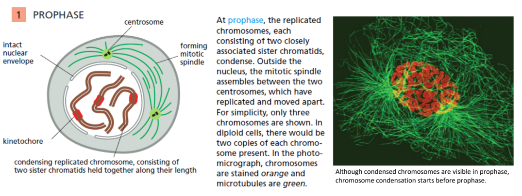 <ul><li><p>Prophase = condensed chromosomes = seen by light microscopy </p></li><li><p>Interphase MTs = disassemble</p></li><li><p>2 centrosomes separate → each centrosome nucleates aster </p></li><li><p>Asters move apart to opposite sides of nucleus → begin forming mitotic spindle </p></li></ul><p></p>