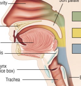 <p>Stratified squamous epithelium. Divided into naso, oro and laryngo-. Glands throughout that secrete mucous. Ends at the esophagus/trachea divide. Innvervation via cn X. Many skeletal muscles for swallowing (tensor and levator palatini = elevation of soft palate; sup/mid/inf pharyngeal constrictors and suprahyoid = elevate larynx, push bolus down)</p>