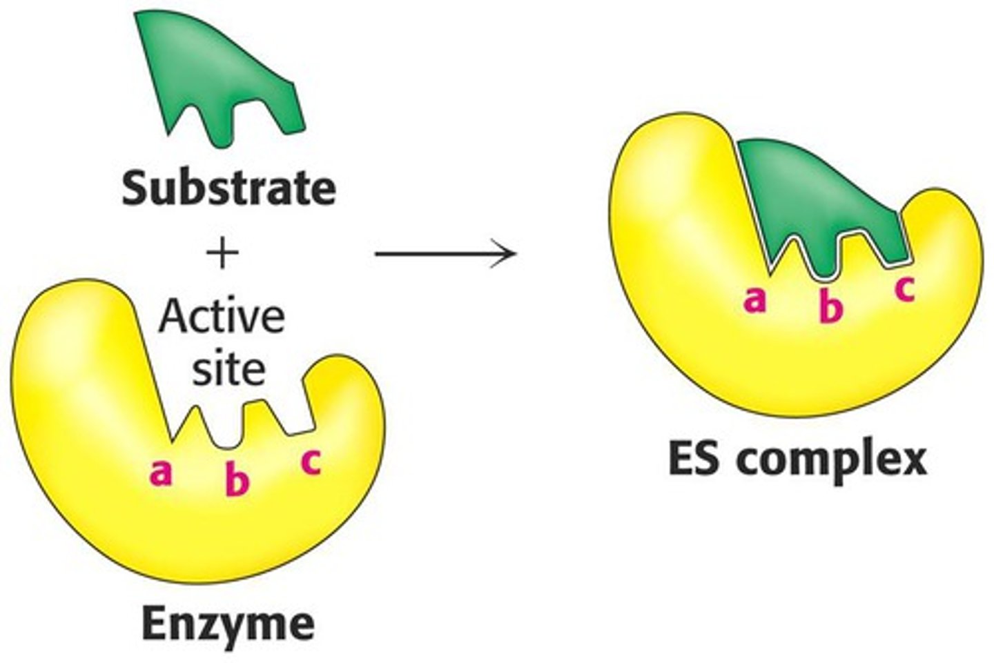 <p>The model of enzyme action that states the substrate fits into the enzyme's active site (like a key fitting into a lock) to form an enzyme-substrate complex.</p>