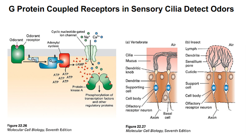 <p><span style="background-color: transparent;">Olfactory Sensory Neurons</span></p>