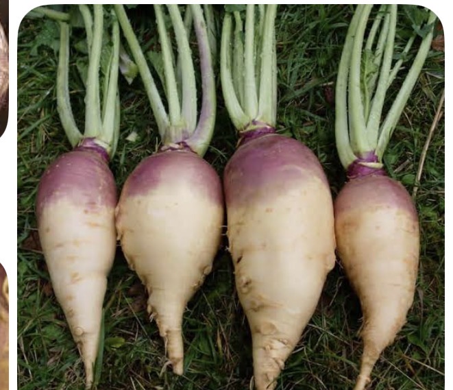 <p>Rutabagas</p>