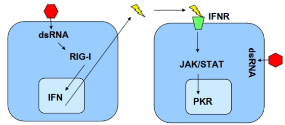 <ul><li><p><strong>Cel 1 (Links - De geïnfecteerde cel):</strong> Wanneer Influenza zijn RNA kopieert, ontstaat er per ongeluk dubbelstrengs RNA (<strong>dsRNA</strong>, de rode zeshoek). Menselijke cellen hebben dit nooit los in het cytoplasma. De sensor <strong>RIG-I</strong> ontdekt dit dsRNA direct en activeert de productie van <strong>IFN</strong> (Type I Interferon). De cel loost dit interferon (de bliksemschicht) naar buiten.</p></li><li><p><strong>Cel 2 (Rechts - De gezonde buurcel):</strong> Het interferon landt op de receptor (<strong>IFNR</strong>, het groene trechtertje) van de buurcel. Dit activeert de <strong>JAK/STAT</strong>-signaalroute.</p></li><li><p><strong>De verdediging (PKR):</strong> JAK/STAT zet de productie aan van het antivirale eiwit <strong>PKR</strong> (Protein Kinase R). Zodra PKR geactiveerd wordt door binnendringend viraal dsRNA, <strong>legt het de complete eiwitproductie van de cel plat</strong>. De cel pleegt hiermee deels zelfmoord, waardoor het virus zich niet verder kan kopiëren.</p></li></ul><p></p>