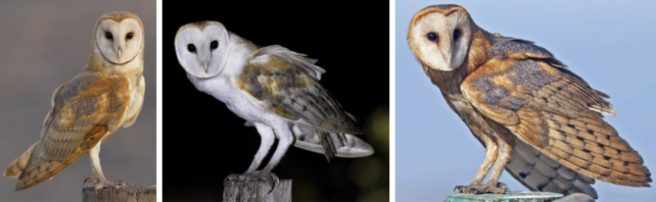 <ul><li><p><span style="background-color: transparent;"><strong>Habitat:</strong> open habitats- grasslands, deserts, marshes, ag fields, strips of forests, woodlots, ranchland, suburbs/cities, nest in tree cavities, caves, barns, and other buildings</span><span>&nbsp;</span></p></li><li><p><span style="background-color: transparent;"><strong>Diet:</strong> mostly small mammals- rats, mice, voles, lemmings, and other rodents, also shrews, bats, and rabbits, prey are usually nocturnal, occasionally eat birds</span></p></li><li><p><span style="background-color: transparent;"><strong>Characteristics:</strong> medium sized, buff and gray above, white below, smooth round head, </span><span>heart-shaped white face with dark eyes, no ear tufts,</span><span style="background-color: transparent;"> rounded wings, short tails, long legs</span></p></li></ul><p></p>