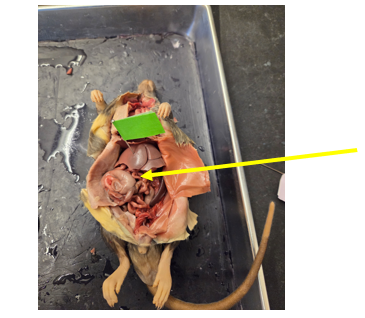 <p>Small Intestine (Rat)</p>
