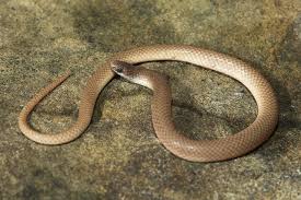 <p>Colubridae. Found in the Ozark Plateau</p>