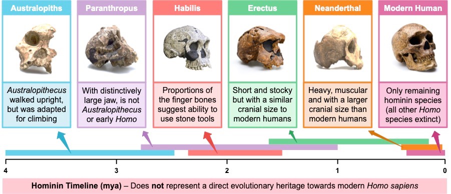 <p>Hominins</p>