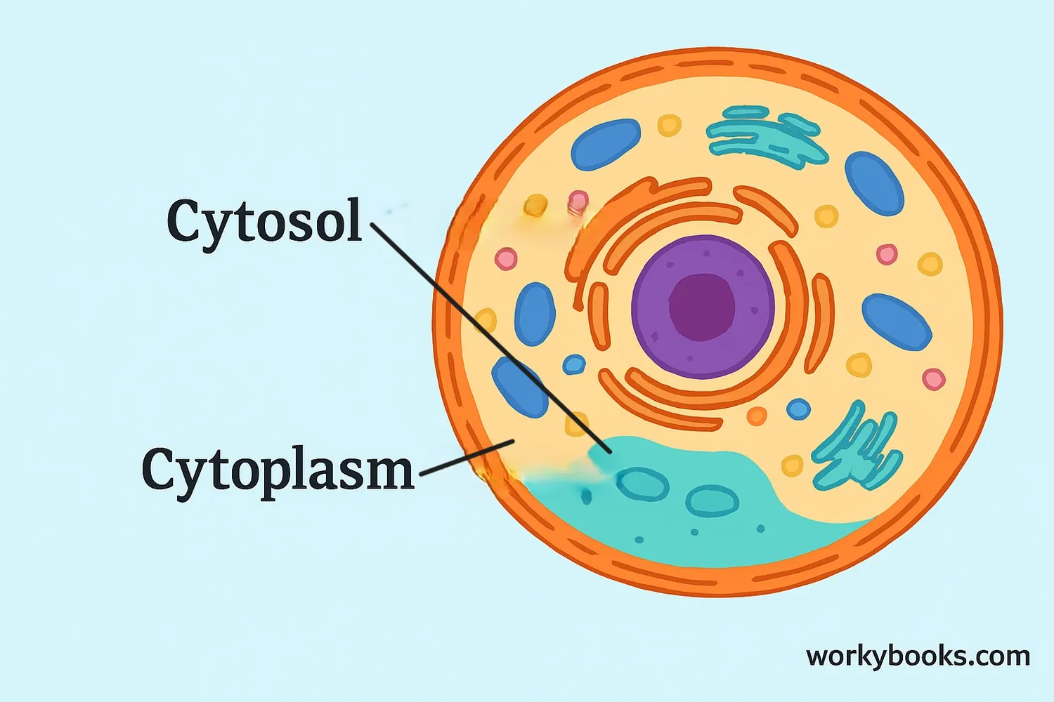 <p>intracellular fluid</p><p>water with many dissolved substances such as proteins and ions</p>