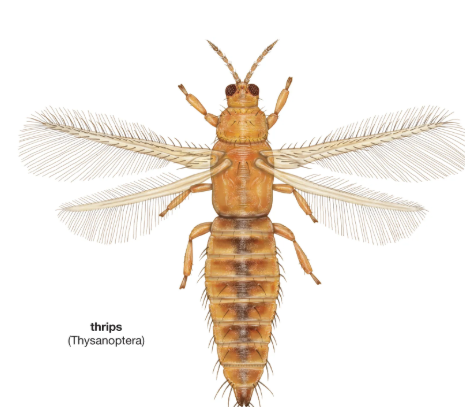<p>What is the name of this bug?</p>