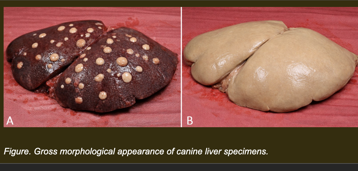 <p>You are now examining two canine livers at necropsy. Both are abnormal.</p><p>Liver A: Multiple discrete pale tan round areas 0.5–1 cm in diameter scattered throughout the liver. Normal dark red-brown tissue is visible between the pale areas.</p><p>Liver B: The entire liver is uniformly pale tan throughout. No distinct separate pale areas are visible. The texture is uniform across the entire organ.</p><p><strong>Which option provides the most accurate and complete morphologic descriptions of both Liver A and Liver B — using all five descriptor categories without introducing diagnosis or mechanism?</strong></p><p><span>a. Liver A: Diffuse pale tan liver disease throughout. Liver B: Multifocal pale tan lesions in the parenchyma.</span></p><p><span>b. Liver A: Multifocal, numerous, 0.5–1 cm, round, pale tan areas scattered throughout the parenchyma, with normal tissue visible between lesions. Liver B: Diffuse, uniform, pale tan discoloration of the entire organ without discrete separate lesions.</span></p><p><span>c. Liver A: Numerous small nodules. Liver B: Severe liver inflammation.</span></p><p><span>d. Liver A: Multifocal hepatic infection. Liver B: Diffuse hepatic necrosis.</span></p>