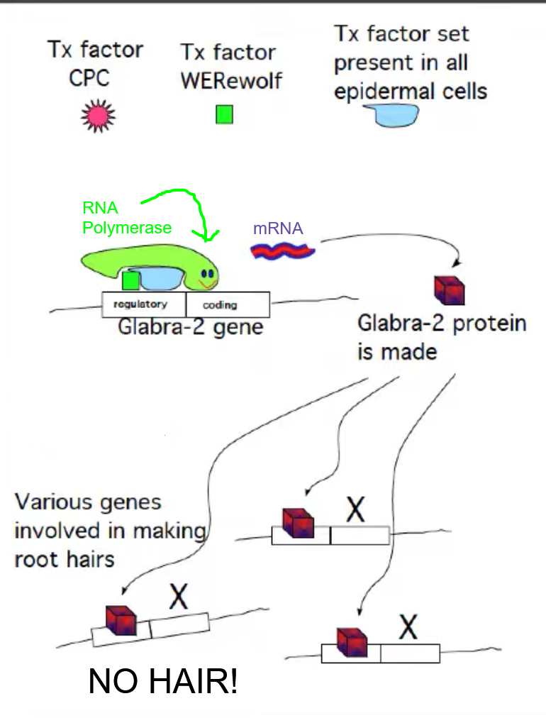<p>WEREWOLF pathway = no hair</p>