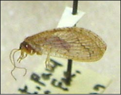 <p>Identify the insect, stage, and order</p>