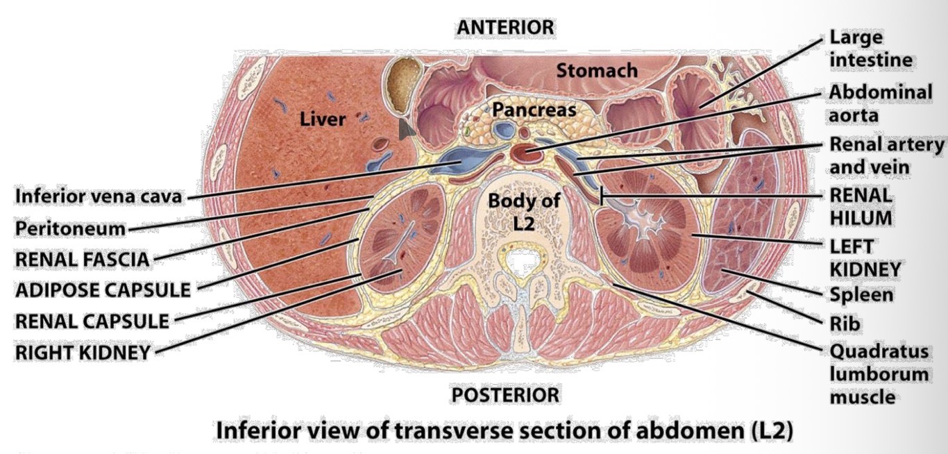 <p>What are the 3 layers of tissue (fascia and fat) that suround each kidney?</p>