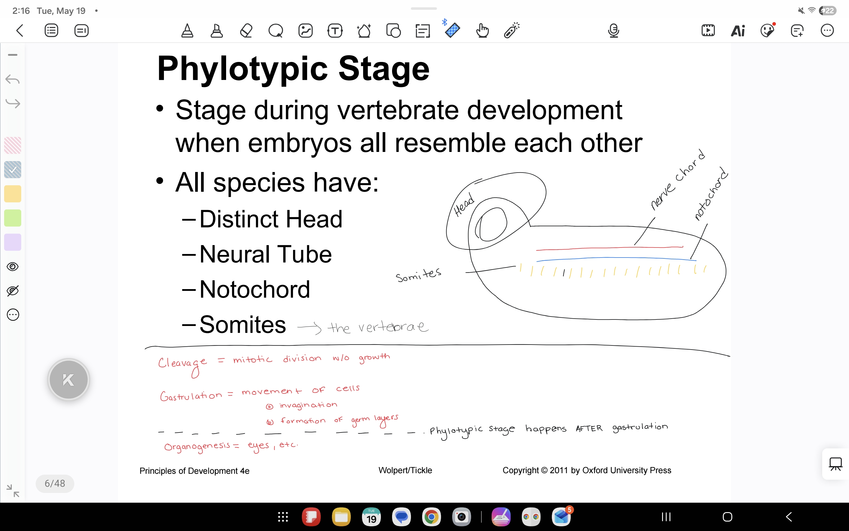 <p>Distinct Head, neural tube, somites, notochord</p>