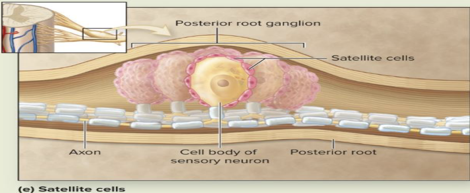<ul><li><p>What are satellite cells?</p></li></ul><ul><li><p>What is a ganglion?</p></li><li><p>What is the function of satellite cells?</p></li></ul><p></p>