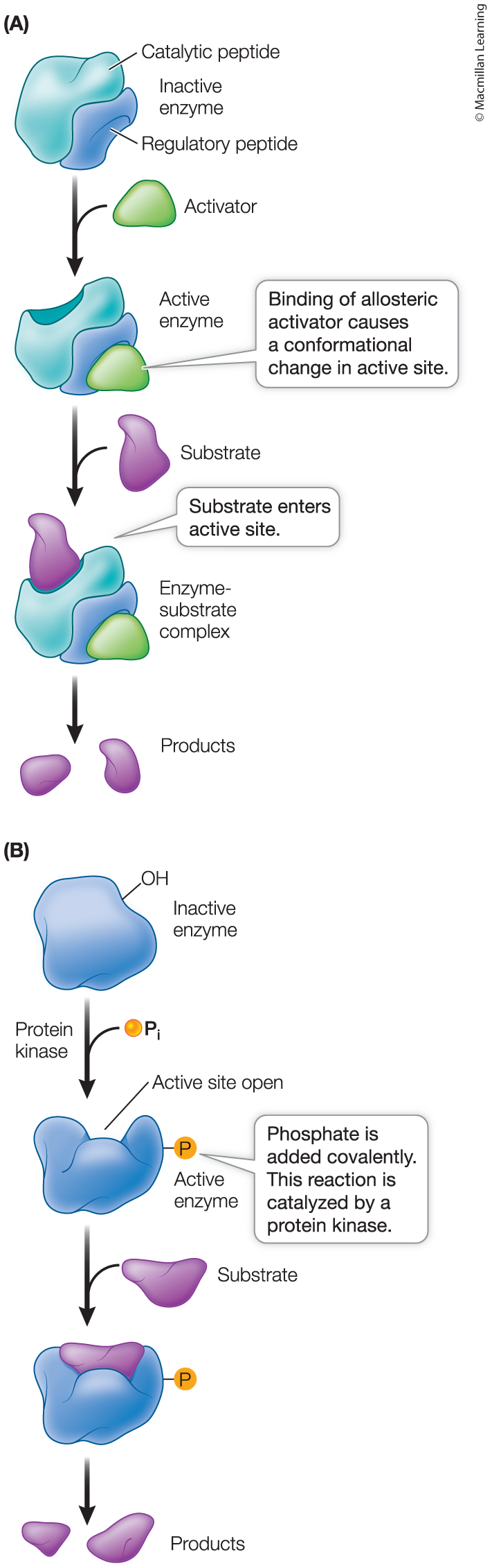 <p>Allosteric regulation</p>