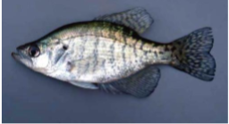 <p>What fish is this </p>