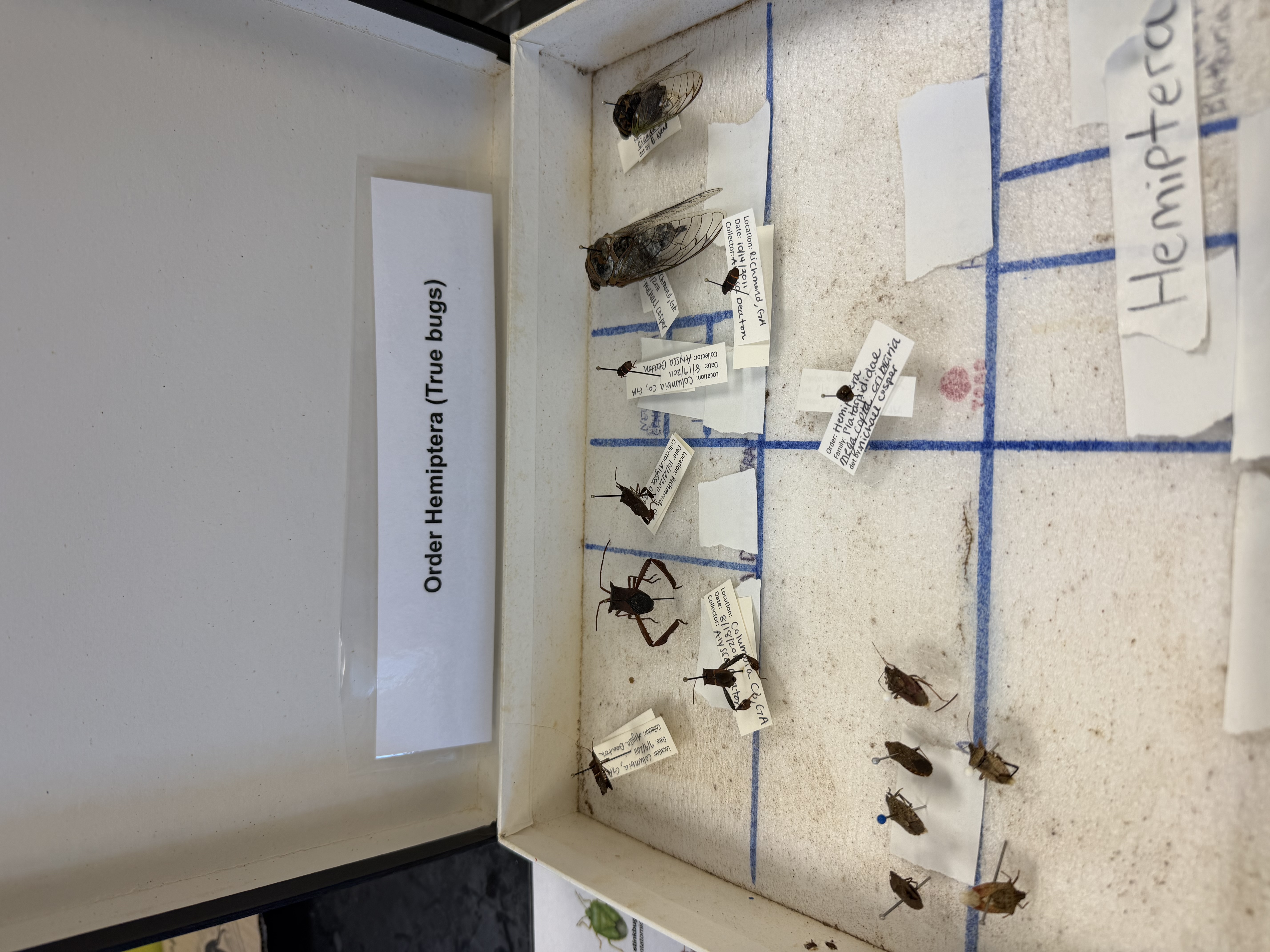 <p>Order: Hemiptera</p>