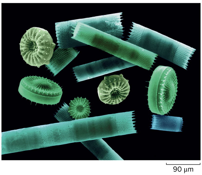 <ul><li><p><span>Single-celled with variety of elaborate, two-part shells made of silica</span></p></li><li><p style="text-align: left;"><span>Photosynthetic accessory pigment gives them an orange-yellow color</span></p></li><li><p style="text-align: left;"><span>Significant part of plankton</span></p></li><li><p style="text-align: left;"><span>Reproduce asexually and sexually</span></p><ul><li><p style="text-align: left;"><span>•Diploid parent cells reproduce asexually to produce two daughter cells until too small; then gametes form by meiosis in sexual reproduction</span></p></li></ul></li><li><p style="text-align: left;"><span>Diatomaceous Earth is formed from the fossilized remains of diatoms that accumulate on the ocean floor</span></p><ul><li><p style="text-align: left;"><span>•Mined for use as filtering agents or abrasives</span></p></li></ul></li></ul><p></p>