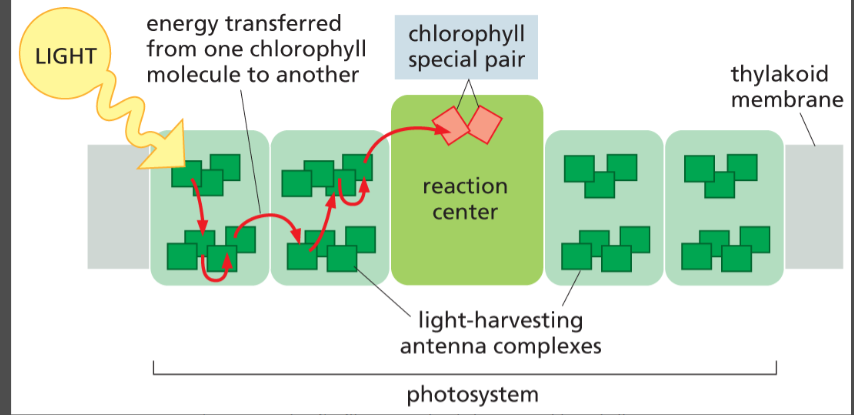 <p>In photosynthetic/thylakoid membranes, a protein complex that contains <strong>a special pair of chlorophyll molecules</strong></p><ul><li><p>it performs the photochemical reactions that<strong> convert the energy of photons (light) into high-energy electrons</strong> for transport down the photosynthetic electron-transport chain so it turns into chemical energy</p></li><li><p>the special pair is found here, not the antennae complex</p></li><li><p>Both the <strong>antenna complex</strong> and the <strong>reaction center</strong> are parts of a <strong>photosystem</strong>.</p></li></ul><p></p>