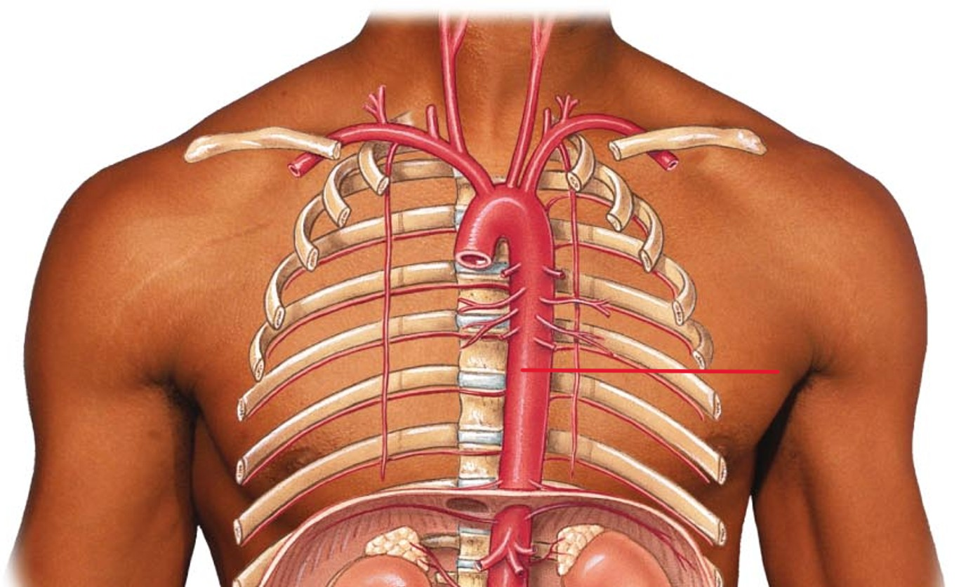 <p>Name the artery</p>