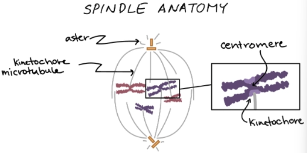 <p>A microtubule structure that organizes and moves chromosomes during mitosis</p><ul><li><p>Grows between centrosomes</p></li><li><p>Formed during <strong>prophase</strong></p></li></ul><p></p>