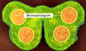 <p>Microsporangium</p>
