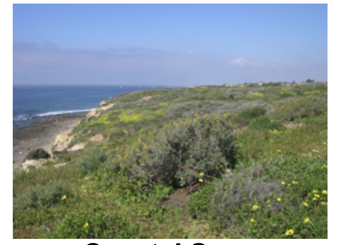 <p>California Plant Community 2</p>