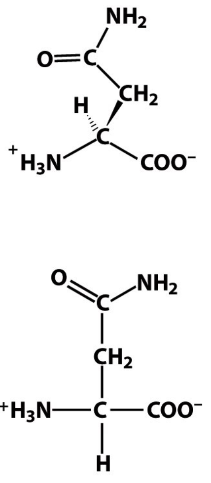 <p>N</p><p>Asn </p><p>Polar, neutral (overall) but charge is not evenly distributed</p>