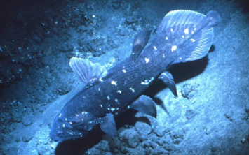 <p>What is the common name of this organism and what class does it belong to?</p>