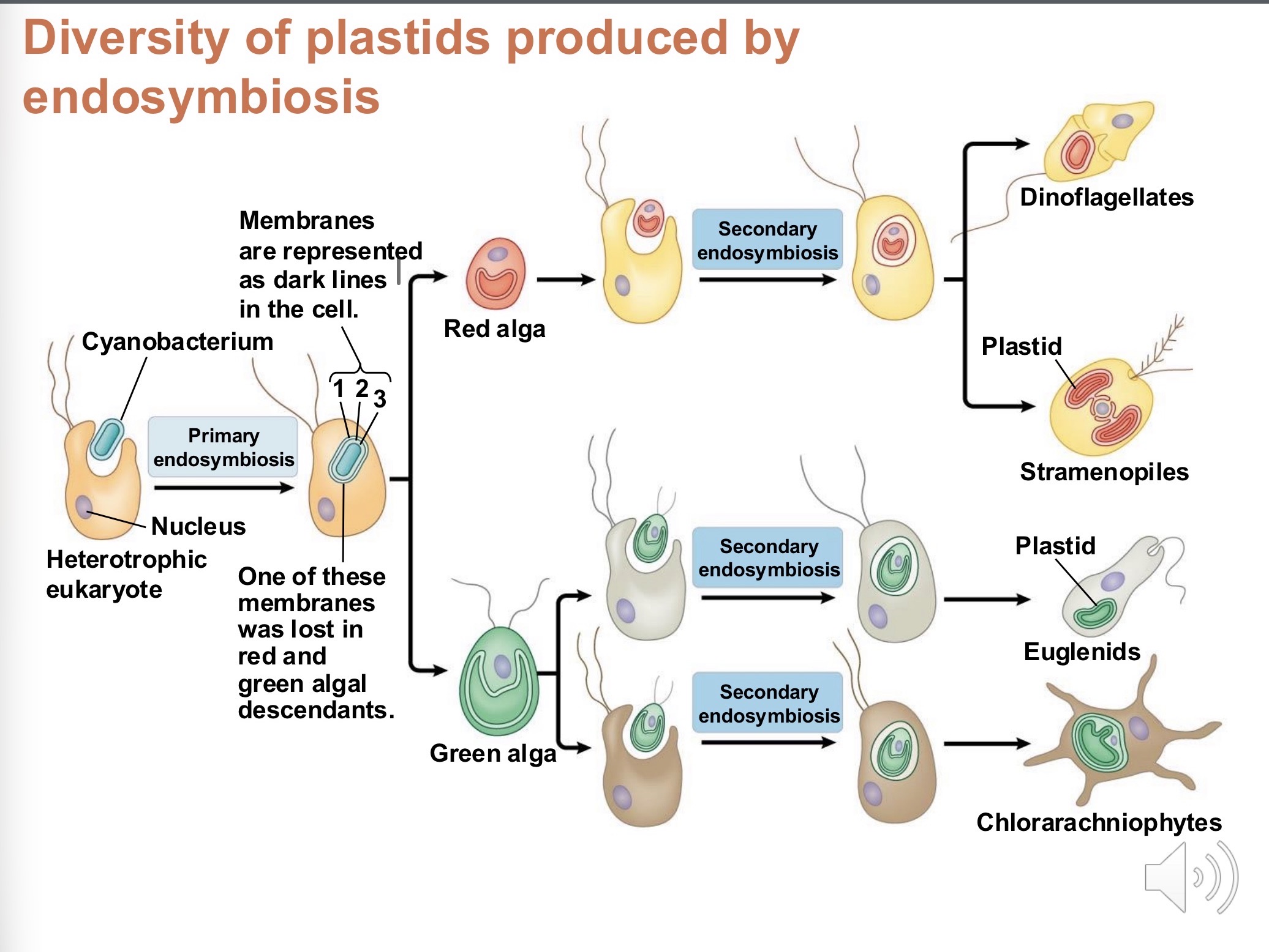 <p>red and green algae, which respectively evolved into dinoflagellates + stramenophiles and euglenids + chlorarachniophytes</p>