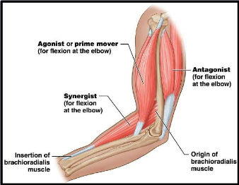 <p>Muscle terminology consists of the <strong>agonist</strong>, <strong>antagonist</strong> and <strong>synergist</strong>. </p>