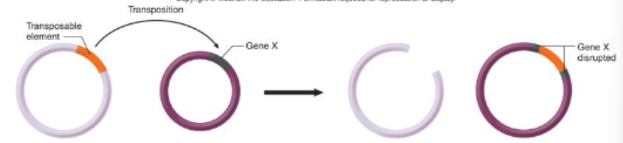<p>spontaneous mutations - transposons </p>