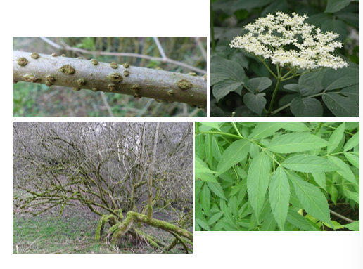 <p>Samengesteld blad</p><p>Doorhangende takken (nooit recht)</p><p>takken niet glad, maar vaak met wratachtige uitstulpingen</p><p>veel witte bloemen in een tuil</p>