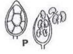 <p>What are Endogenous spores?</p>
