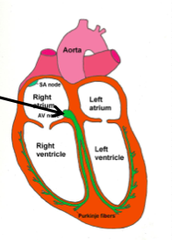 <p>layer of non-conductive tissue (atrioventricular septum) prevents impulse from crossing to ventricles</p>