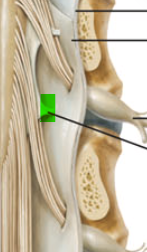 <p>Tether the chord laterally to the pia mater </p>