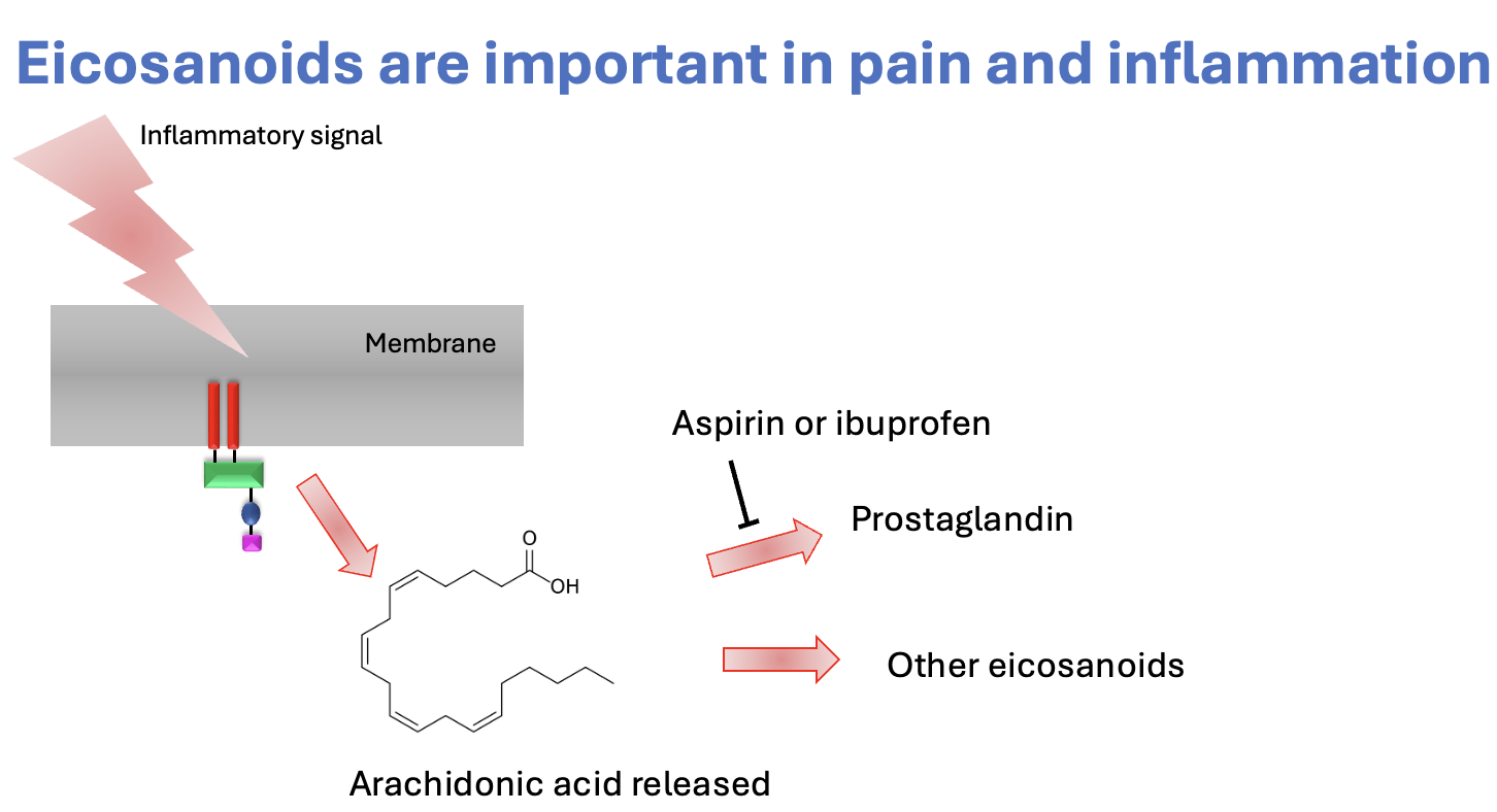 <p>inflammatory signal > membrane releases arachidonic acid > enzymes convert it to eicosanoids and prostaglandins  > prostaglandins and eicosanoids trigger inflammation and pain responses <br><br>aspirin and ibuprofen inhibit the production of prostaglandins and eiconsanoids </p>