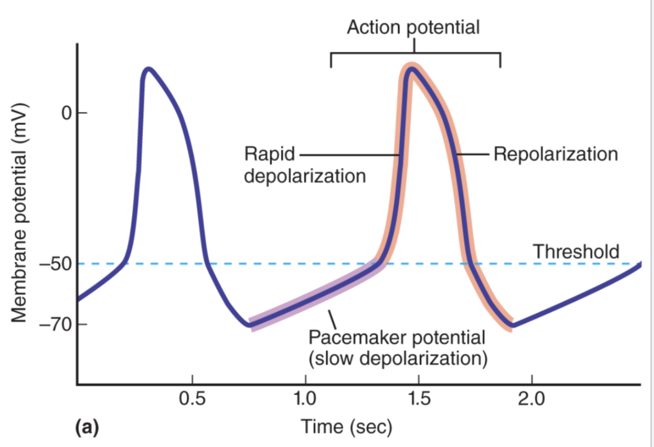 <ul><li><p>Channels that are are necessary for pacemaker cells to produce and action potential</p></li></ul><p>- Responsible for repolarization phase of action potential production</p><ul><li><p>Allows large amounts of K to move out of the cell </p></li><li><p>Open as soon the cell reaches peak of AP and closes when cell has repolarized to -70mV</p></li></ul><p></p>