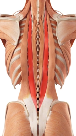 <p>Longissimus group</p>